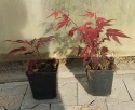 Klon palmowy Atropurpureum doniczka 1L
