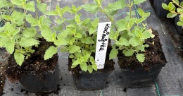 Kocimiętka Nepeta Przeciwko Komarom doniczka 0,5L