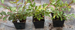 Lagerstroemia Red Imperator doniczka 1L