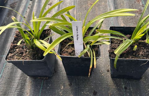 Liriope szafirkowata Big Blue doniczka 1L Liriope szafirkowata Big Blue doniczka 1L