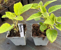 Paulownia Tlenowe Drzewko doniczka 0,5L