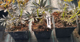 Sambucus Nigra Bez Czarny Odstrasza Szkodniki i Komary doniczka 0,5L