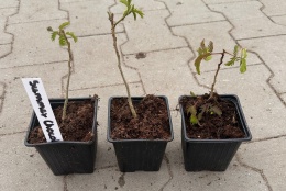 Albicja Chocolate Liście w Kolorze Czekolady