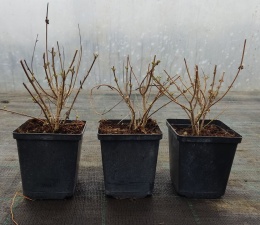 Barbula klandońska White Surprise Miododajna doniczka 0,5L