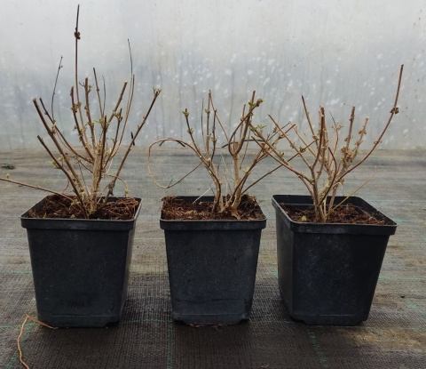 Barbula klandońska White Surprise Miododajna doniczka 0,5L