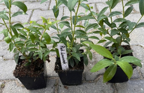 Borówka Amerykańska Pink Lemonade Różowe Owoce doniczka P9 Borówka Amerykańska Pink Lemonade Różowe Owoce doniczka P9