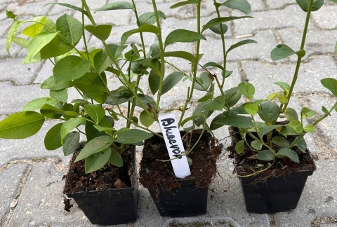 Borówka amerykańska Bluecrop doniczka 1L