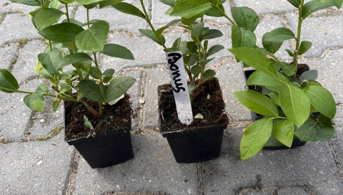 Borówka amerykańska Bonus doniczka 1L