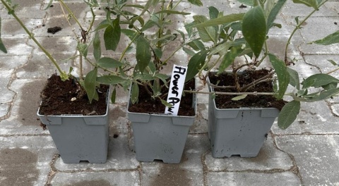 Budleja Flower Power Dwukolorowa doniczka 1L Budleja Flower Power Dwukolorowa doniczka 1L