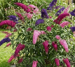 Budleja Trójkolorowa doniczka 1L