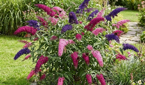 Budleja Trójkolorowa doniczka 1L