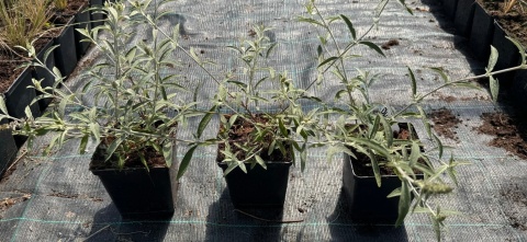 Budleja Trójkolorowa doniczka 1L