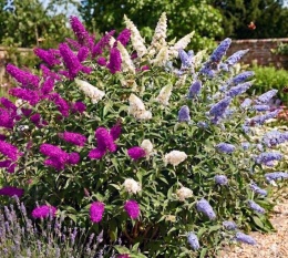 Budleja Trójkolorowa doniczka 1L