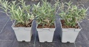 Budleja dawida White Profusion doniczka 1L