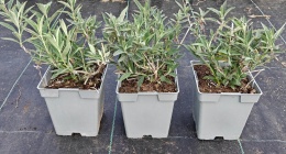 Budleja dawida White Profusion doniczka 1L