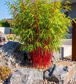 Fargesia Red Dragon Fargesia Murieliae Bambus Czerwone Pędy Doniczka 1L