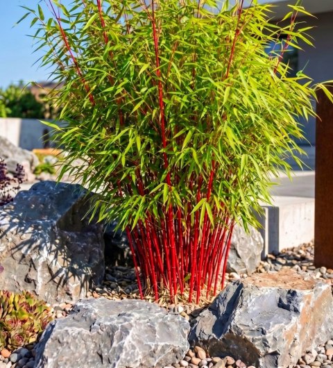 Fargesia Red Dragon Fargesia Murieliae Bambus Czerwone Pędy Doniczka 1L