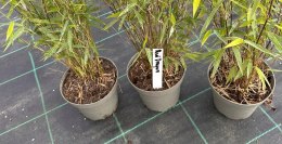 Fargesia Red Dragon Fargesia Murieliae Bambus Czerwone Pędy Doniczka 1L