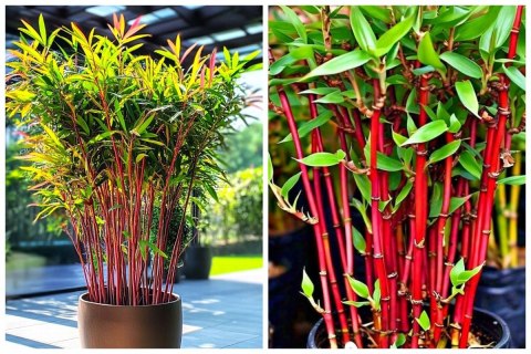 Fargesia Red Dragon Fargesia Murieliae Bambus Czerwone Pędy Doniczka 1L