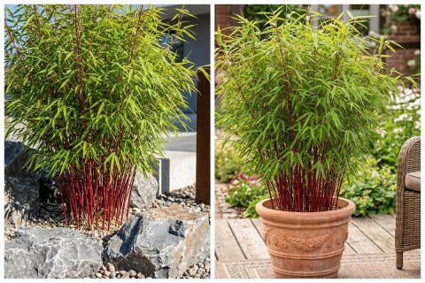 Fargesia Red Dragon Fargesia Murieliae Bambus Czerwone Pędy Doniczka 1L
