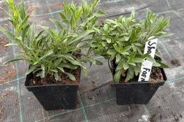 Gaura Lindheimera Biała Królowa Letnich Rabat doniczka 1L