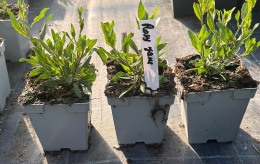 Gaura Lindheimera Rosy Jane Biało-Różowa Królowa Letnich Rabat doniczka 1L