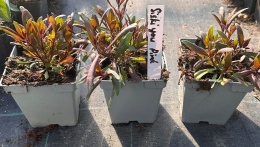 Gaura Lindheimera Siskiyou Pink Różowa Królowa Letnich Rabat doniczka 1L