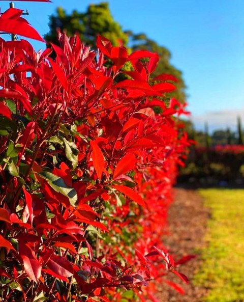 Głogownik Frasera Red Robin Photinia Zimozielony Czerwone Liście Doniczka 2L Głogownik Frasera Red Robin Photinia Zimozielony Czerwone Liście Doniczka 2L