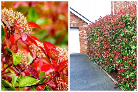Głogownik Frasera Red Robin Photinia Zimozielony Czerwone Liście Doniczka 2L Głogownik Frasera Red Robin Photinia Zimozielony Czerwone Liście Doniczka 2L