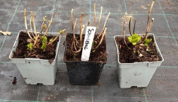 Hortensja Ogrodowa Biała Schneeball Śnieżne Kule doniczka 1L