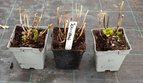 Hortensja Ogrodowa Biała Schneeball Śnieżne Kule doniczka 1L