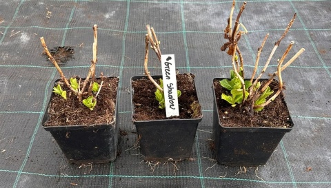 Hortensja Ogrodowa Green Shadow Idealna do Donicy na Taras doniczka 1L