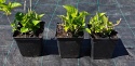 Hortensja Ogrodowa Green Shadow Idealna do Donicy na Taras doniczka 1L
