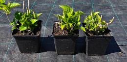 Hortensja Ogrodowa Green Shadow Idealna do Donicy na Taras doniczka 1L