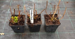 Hortensja Ogrodowa Madame Emile Mouillere Biała doniczka 1L