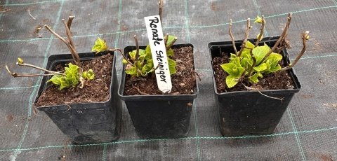 Hortensja Ogrodowa Renate Steiniger Wyjątkowa Barwa Kwiatów Sadzonki doniczka 1L