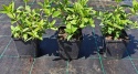 Hortensja bukietowa Diamant Rogue doniczka 1L