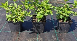 Hortensja bukietowa Diamant Rogue doniczka 1L