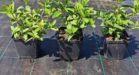 Hortensja bukietowa Diamant Rogue doniczka 1L