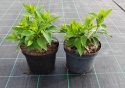 Hortensja bukietowa Graffiti doniczka 3L