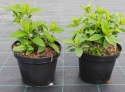 Hortensja bukietowa Grandiflora doniczka 3L