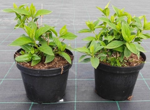 Hortensja bukietowa Grandiflora doniczka 3L