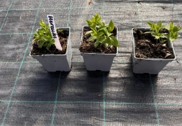 Hortensja bukietowa Hercules doniczka 1L