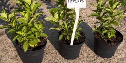 Hortensja bukietowa Hercules doniczka 3L