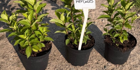 Hortensja bukietowa Hercules doniczka 3L