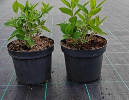 Hortensja bukietowa Lammetje Little Lamb doniczka 3L