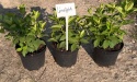 Hortensja bukietowa Limelight doniczka 3L