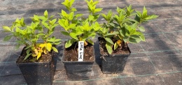 Hortensja bukietowa Little Lime doniczka 1L