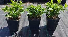 Hortensja bukietowa Little Lime doniczka 1L
