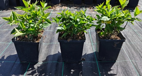 Hortensja bukietowa Little Lime doniczka 1L